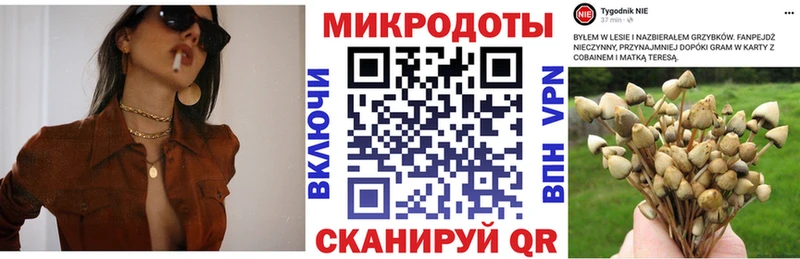 Купить где  Бавлы  Галлюциногенные грибы GOLDEN TEACHER 